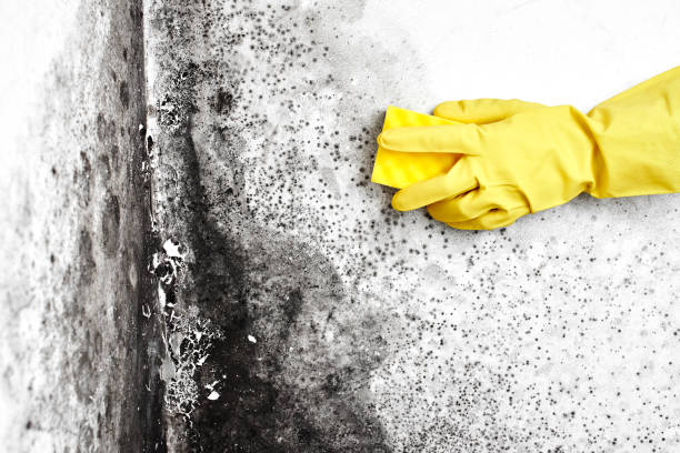 Best Black Mold Removal  in Essex Fells, NJ