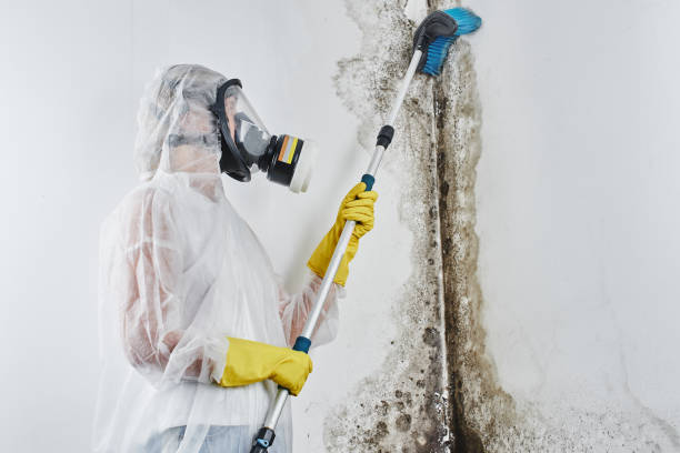Best Local Mold Removal Service  in Essex Fells, NJ
