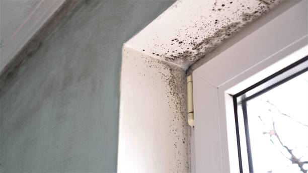 Best Office Mold Removal Services  in Essex Fells, NJ