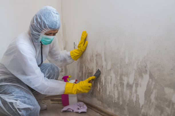 Best Attic Mold Removal  in Essex Fells, NJ