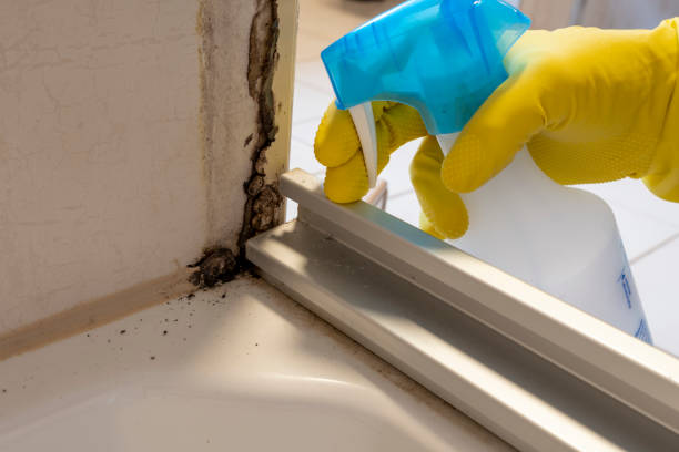 Best Residential Mold Removal  in Essex Fells, NJ