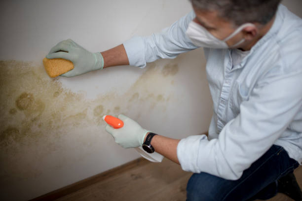 Essex Fells, NJ Mold Removal Company