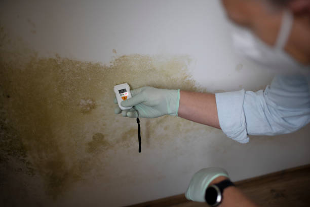 Mold Removal Process in Essex Fells, NJ