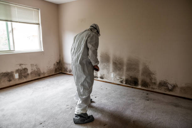 Best Certified Mold Removal  in Essex Fells, NJ