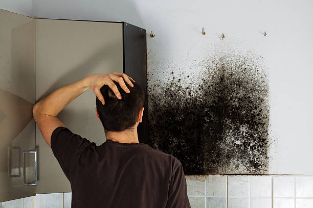 Best Mold Testing and Removal  in Essex Fells, NJ