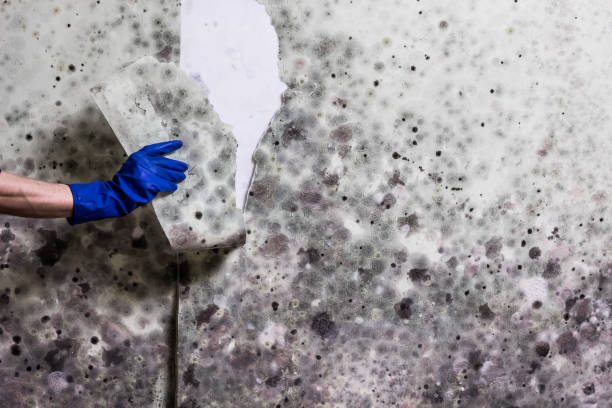 Best Fast Mold Removal  in Essex Fells, NJ